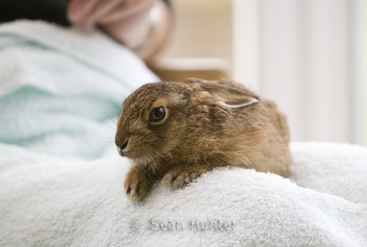 Leveret being hand reared