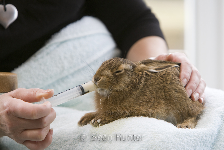 Leveret being hand reared