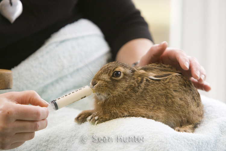 Leveret being hand reared