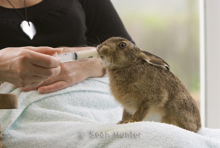 Leveret being hand reared