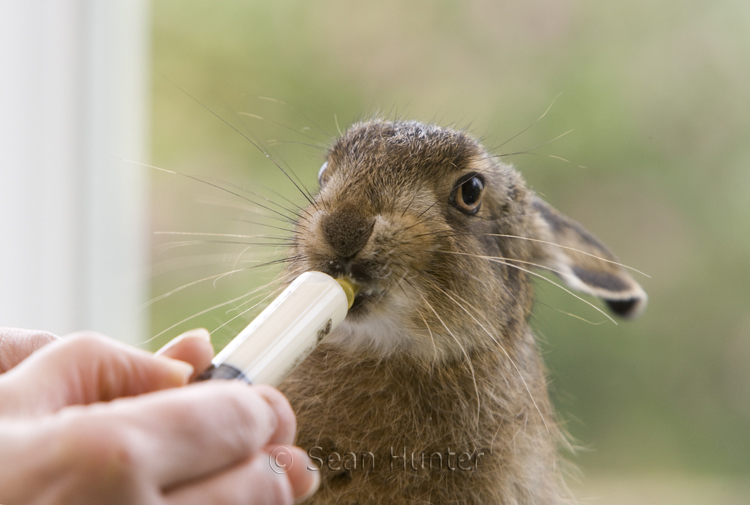 Leveret being hand reared