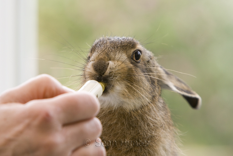 Leveret being hand reared