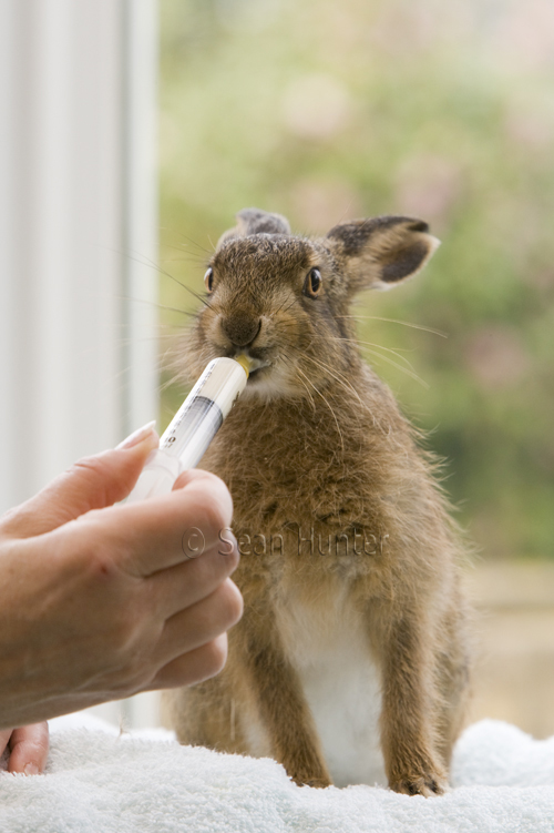 Leveret being hand reared