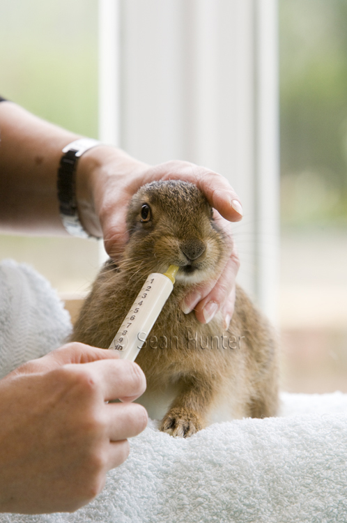 Leveret being hand reared