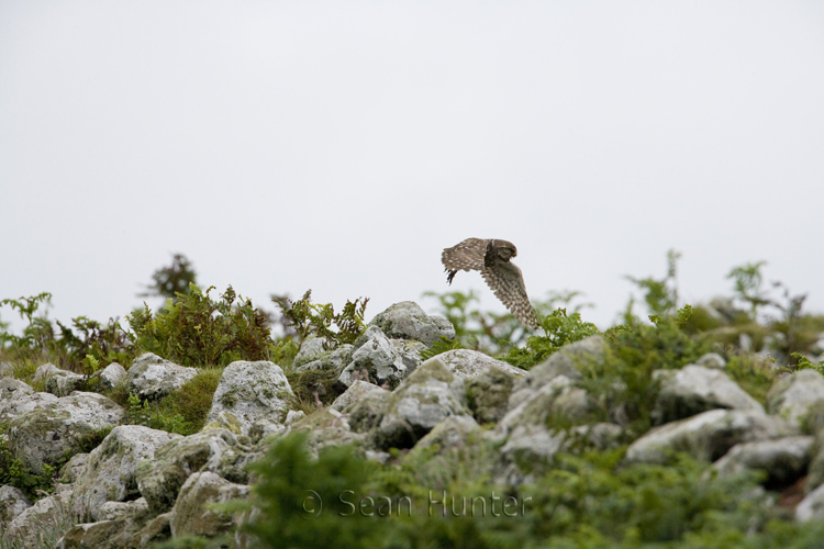 Little owl in flight