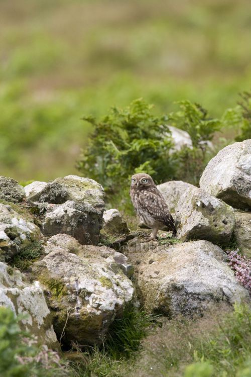 Juvenile little owl perches on a stone wall
