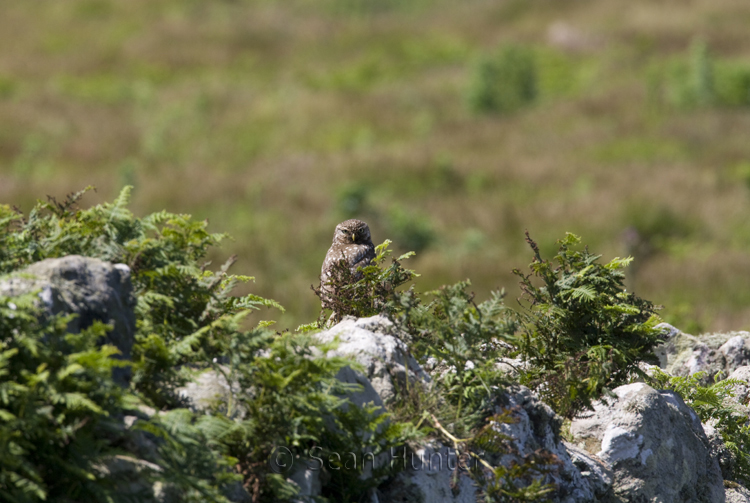 Little owl perches on a stone wall