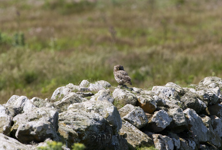 Little owl perches on a stone wall