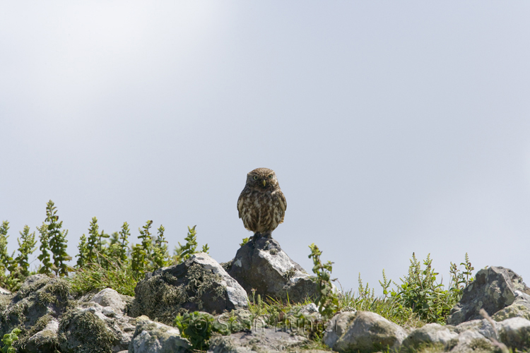 Little owl perches on a stone wall