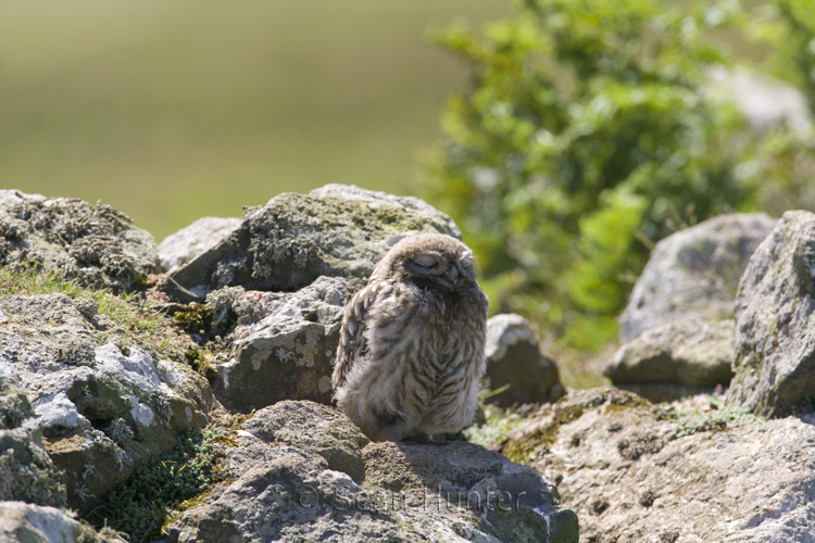 Juvenile little owl perches on a stone wall with eyes closed