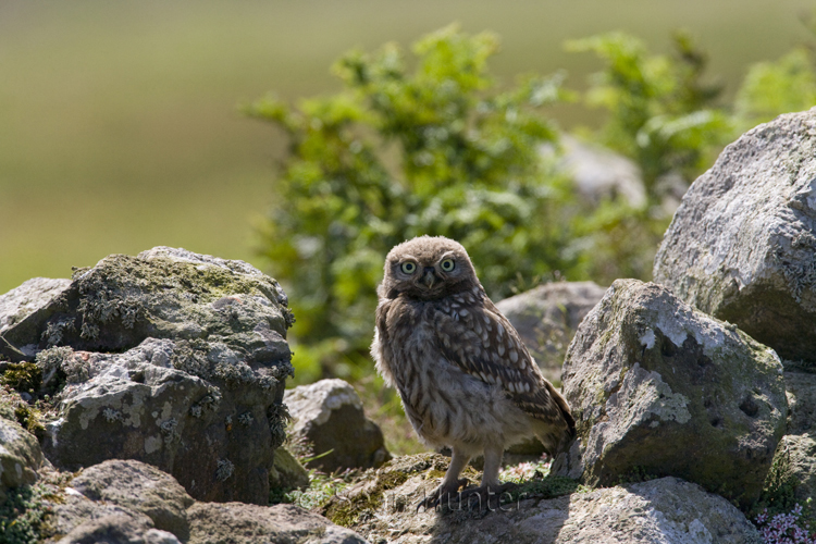 Juvenile little owl perches on a stone wall