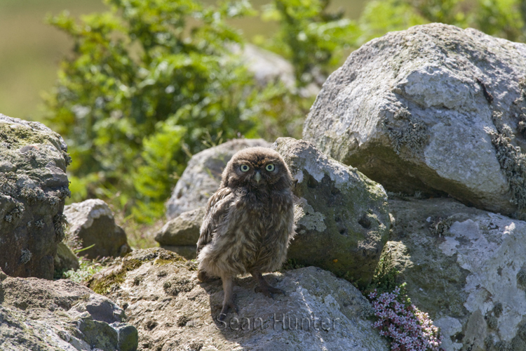 Juvenile little owl perches on a stone wall