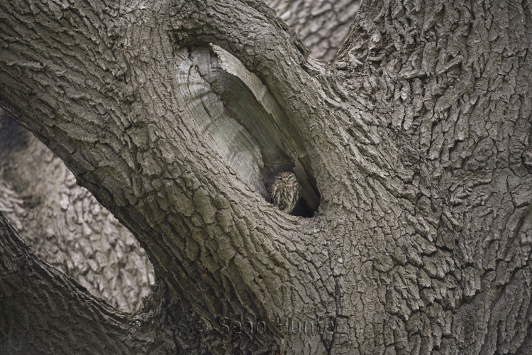 Little owl perches in hollow of a tree