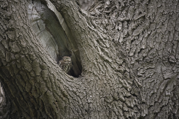 Little owl perches in hollow of a tree