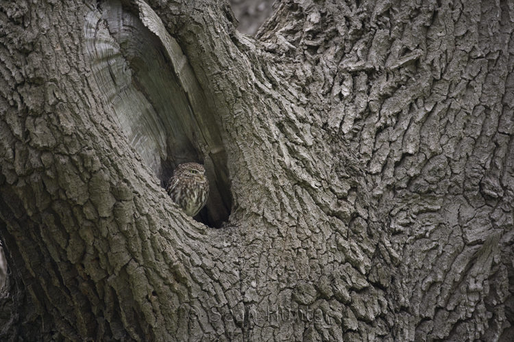 Little owl perches in hollow of a tree