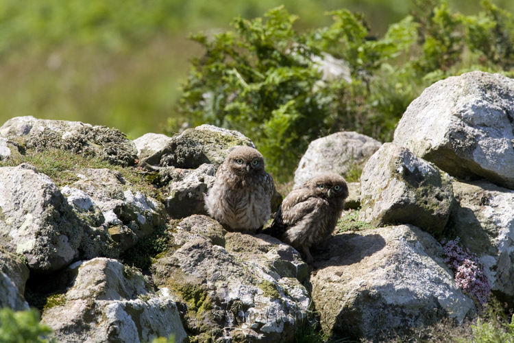 Juvenile little owls perch on a stone wall