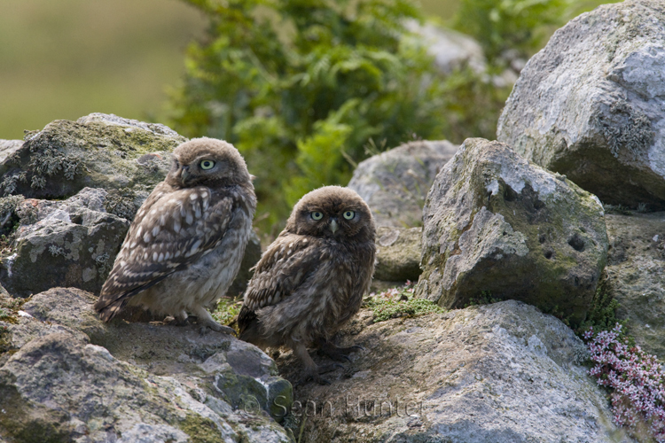 Juvenile little owls perch on a stone wall