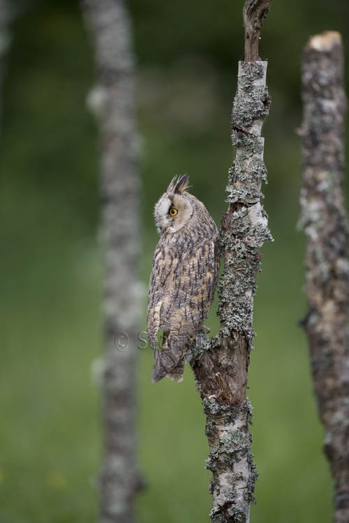 Long-eared owl