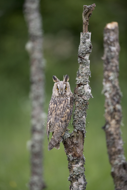 Long-eared owl