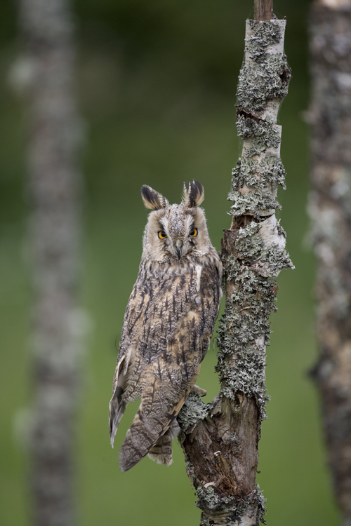 Long-eared owl