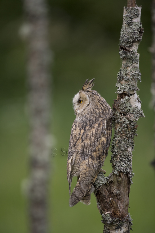 Long-eared owl