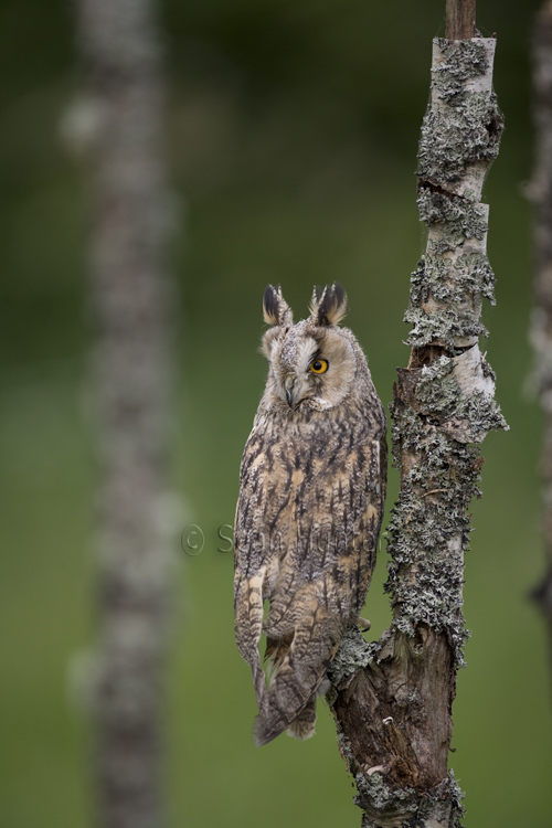 Long-eared owl