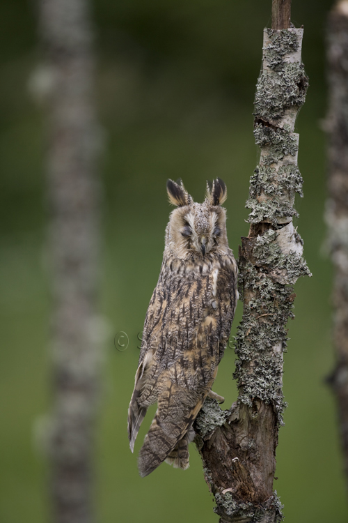 Long-eared owl with eyes closed