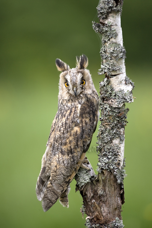 Long-eared owl