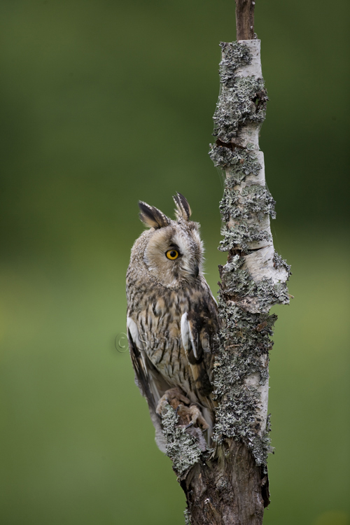 Long-eared owl