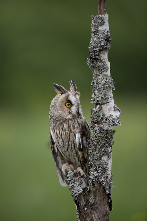 Long-eared owl