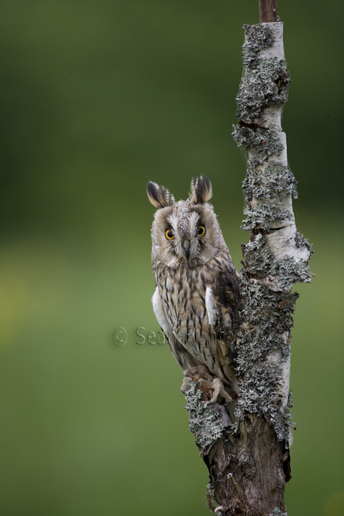 Long-eared owl