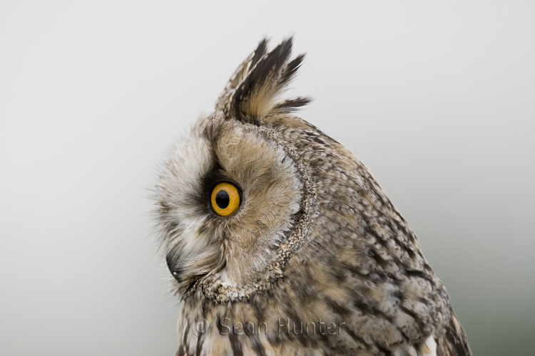 Long-eared owl