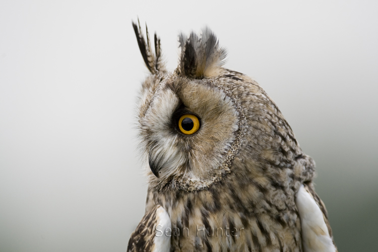 Long-eared owl