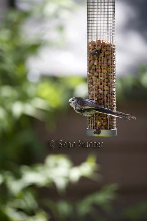 Long-tailed tit on garden feeder