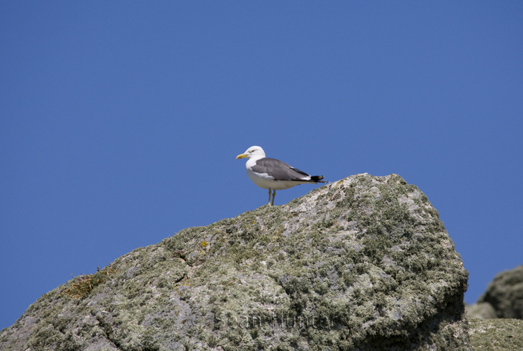 Lesser black-backed gull on Skomer Island