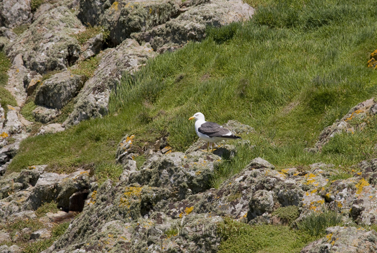 Lesser black-backed gull on Skomer Island