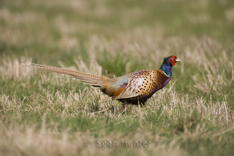 Male pheasant in a stubble field.