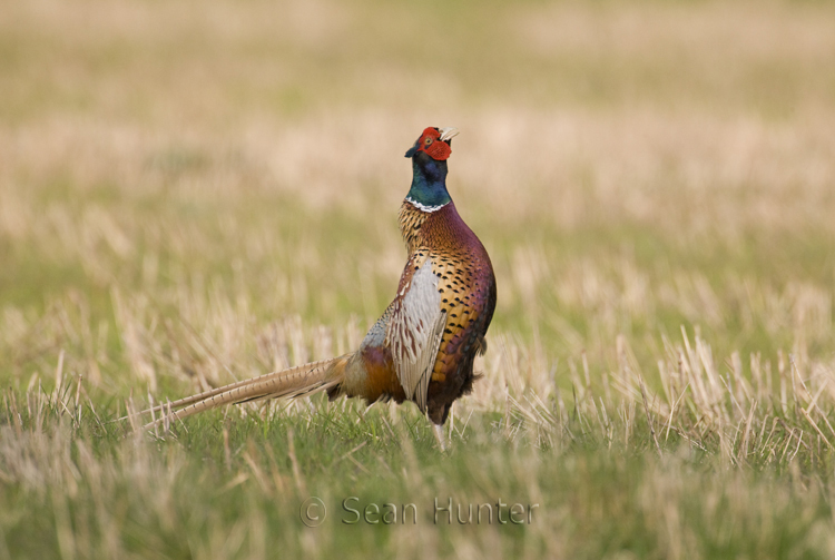 Male pheasant in display