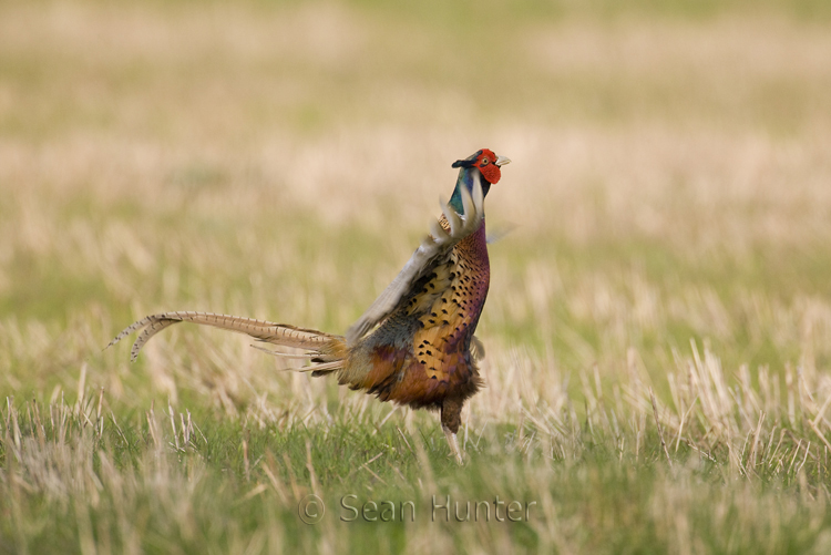 Male pheasant in display