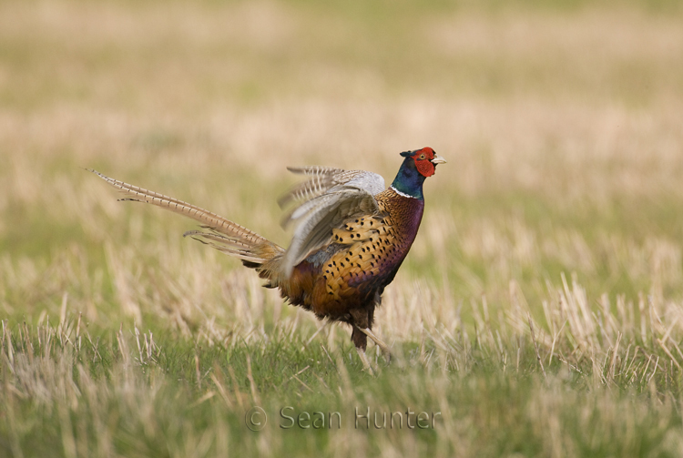 Male pheasant in display