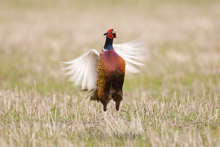 Male pheasant in display