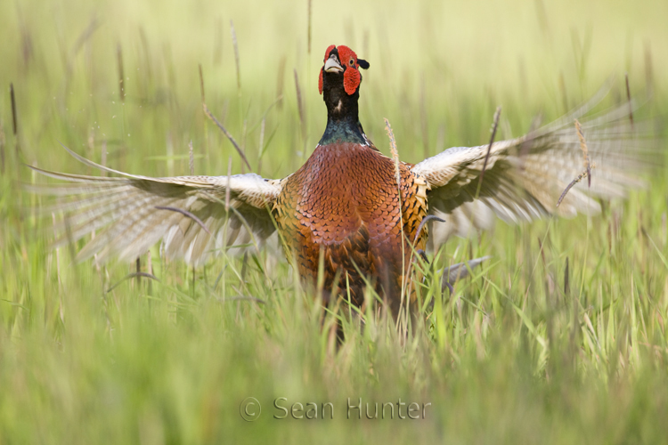 Male pheasant in display