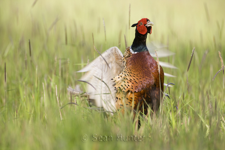 Male pheasant in display