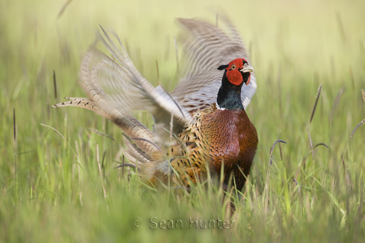 Male pheasant in display