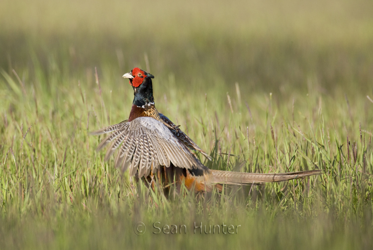 Male pheasant in display