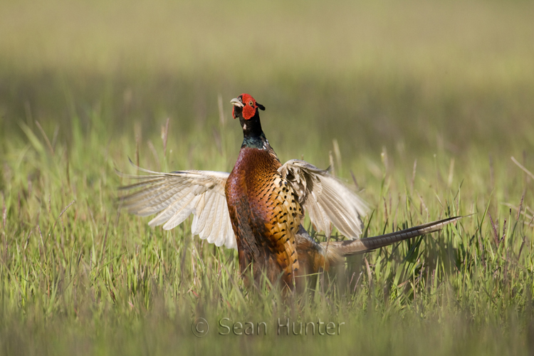 Male pheasant in display