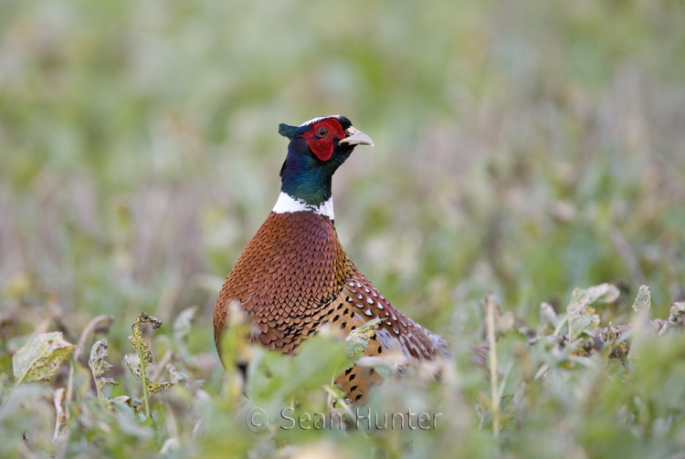 Male pheasant portrait