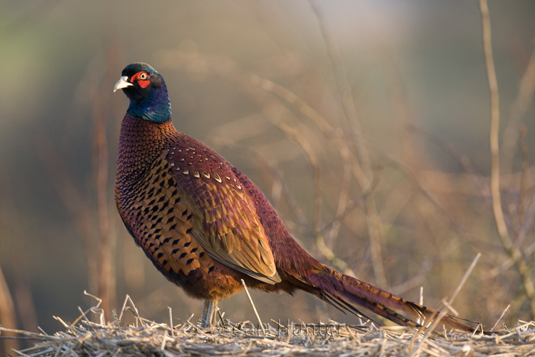 Male pheasant portrait