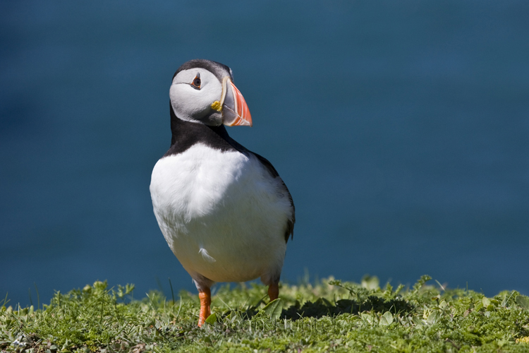 Atlantic puffin