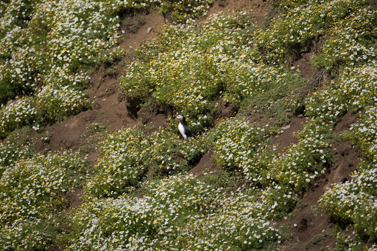 Atlantic puffin by burrow
